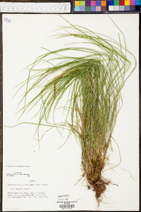 Carex jamesii image