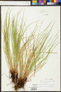 Carex jamesii image