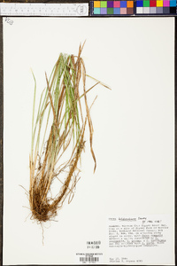 Carex hitchcockiana image