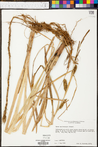 Carex hyalinolepis image