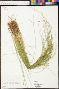 Carex incomperta image