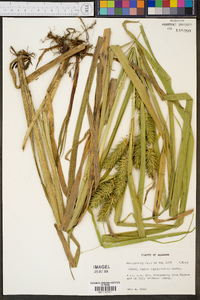 Carex lupuliformis image