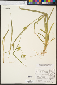 Carex lonchocarpa image