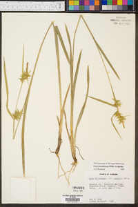 Carex lonchocarpa image