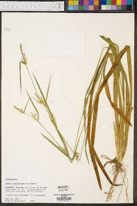 Carex lonchocarpa image