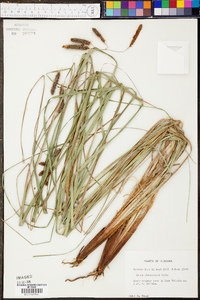 Carex glaucescens image