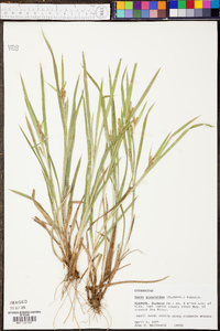 Carex glaucescens image