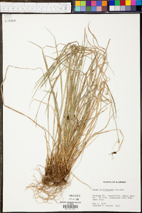 Carex gracilescens image