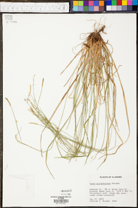 Carex gracilescens image