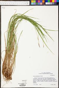 Carex gracilescens image