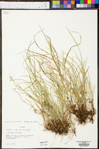 Carex gracilescens image