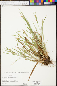 Carex gracilescens image