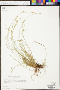 Carex gracilescens image