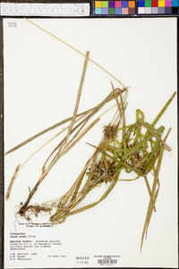 Carex grayi image