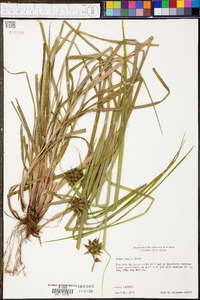 Carex grayi image