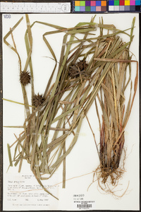 Carex grayi image