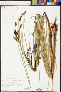 Carex decomposita image