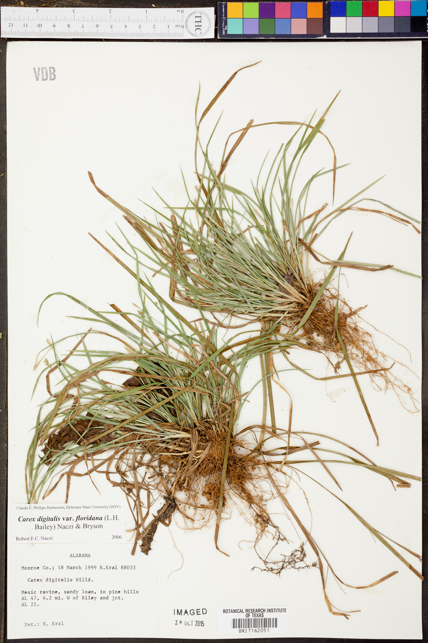 Carex digitalis var. floridana image