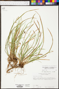 Carex digitalis var. floridana image