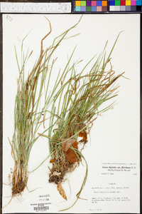 Carex digitalis var. floridana image