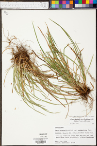 Carex digitalis var. floridana image