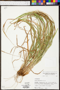 Carex digitalis var. floridana image