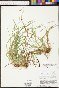 Carex digitalis var. floridana image