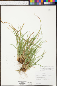 Carex digitalis var. floridana image
