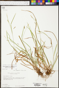 Carex digitalis var. floridana image