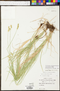 Carex festucacea image