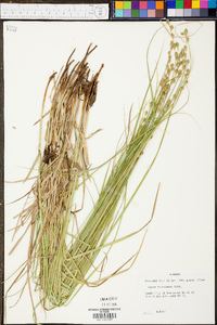 Carex festucacea image