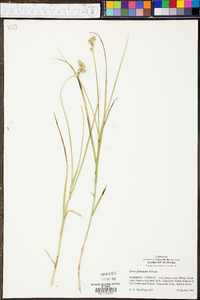 Carex festucacea image