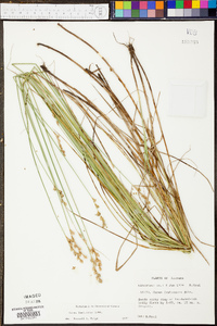 Carex festucacea image