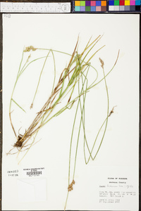 Carex festucacea image