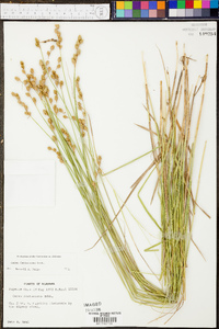 Carex festucacea image