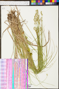 Carex festucacea image