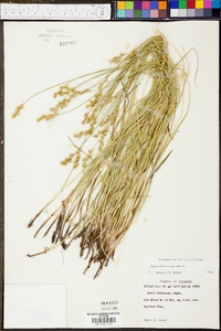 Carex festucacea image