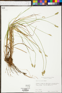 Carex festucacea image