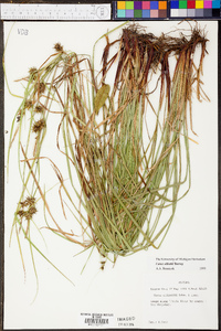 Carex elliottii image