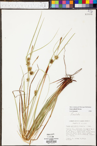 Carex elliottii image