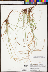 Carex floridana image