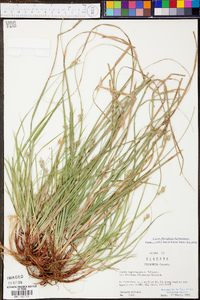 Carex floridana image