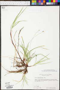 Carex floridana image