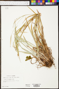 Carex flaccosperma image