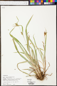 Carex flaccosperma image