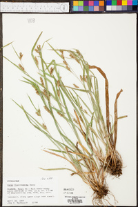 Carex flaccosperma image