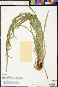 Carex flaccosperma image