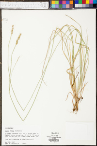 Carex fissa image