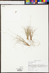 Carex eburnea image