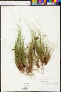 Carex eburnea image